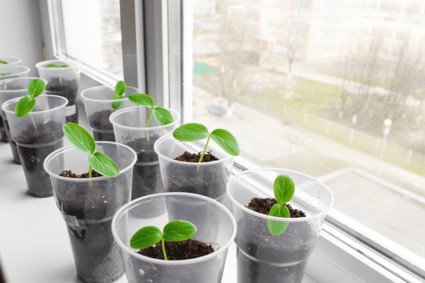 South Facing Windows : Grow Lights vs. Sunlight - Happy Leaf