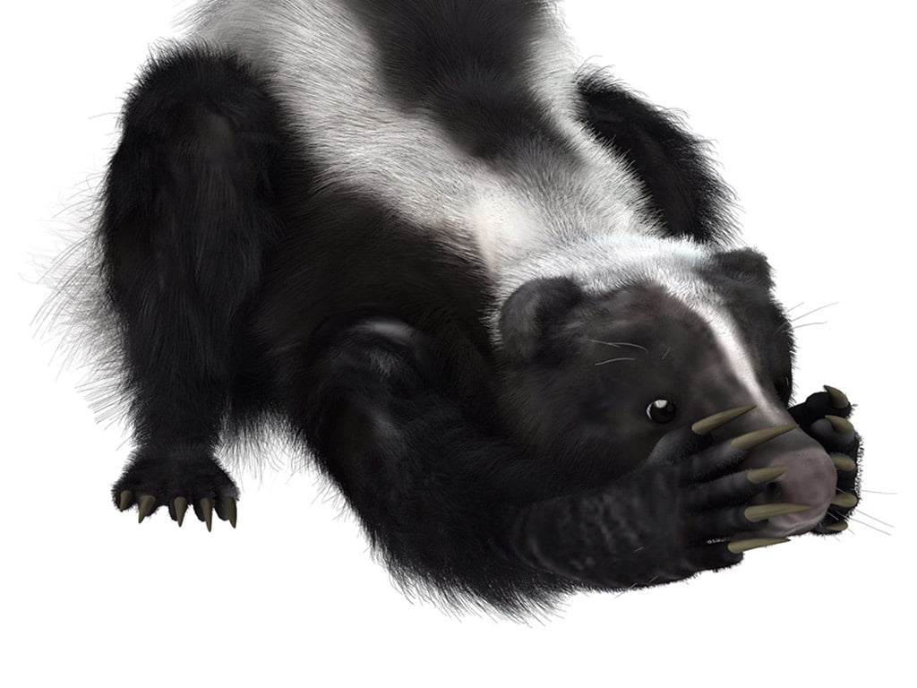 Indoor Gardening - Simple Solutions to Common Questions skunk image
