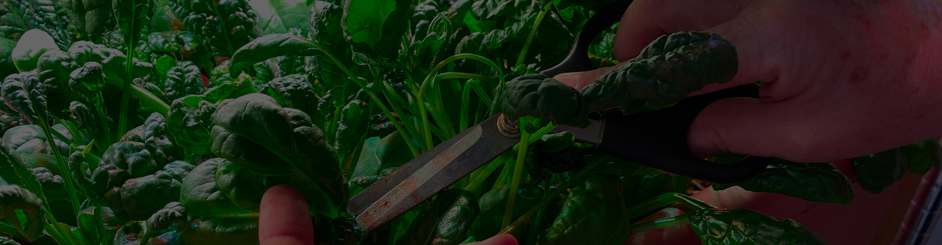 Person cutting a leafy green vegetable with scissors