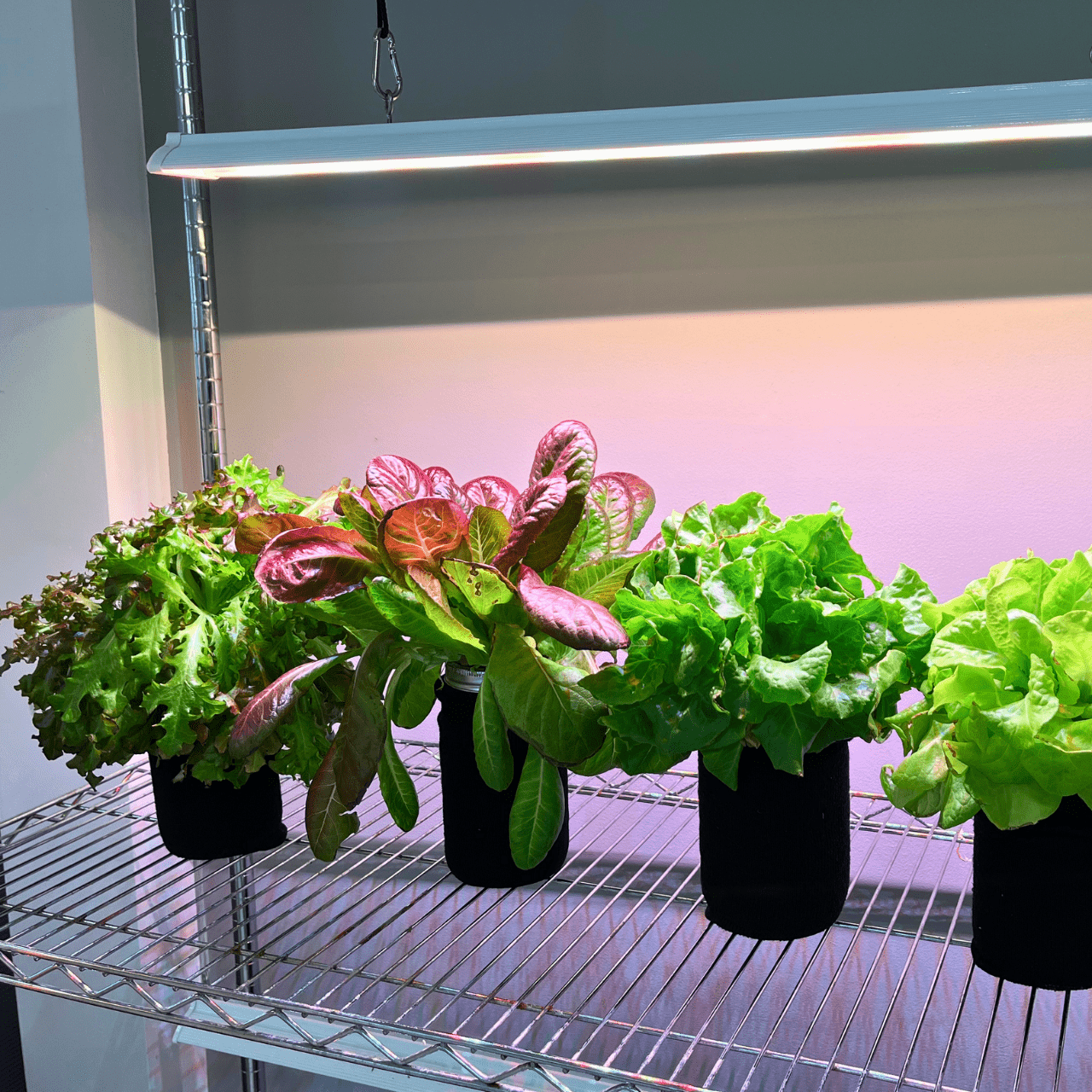Procyon 2.0 – Full Spectrum LED Grow Lights - Happy Leaf