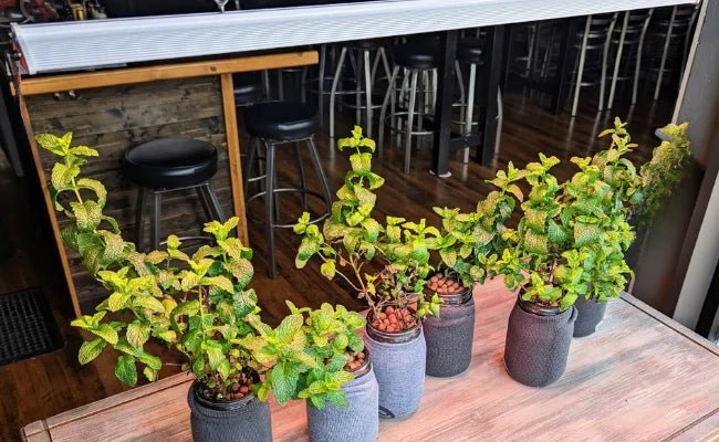 Hydroponic Growing Supplies Bundle - Happy Leaf