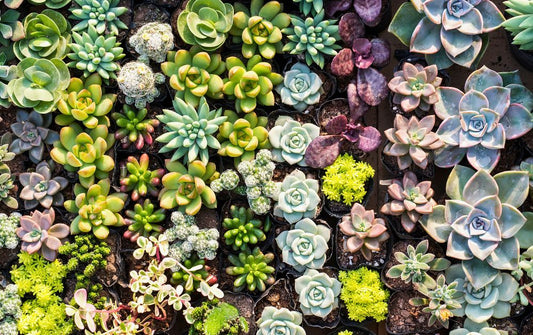 a group of succulent plants