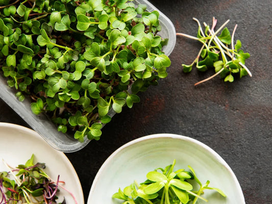 How To Grow Microgreens Without Soil Header Image