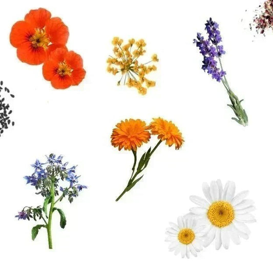 6 Edible Flowers You Can Grow Indoors + Ways to Use Them - Happy Leaf