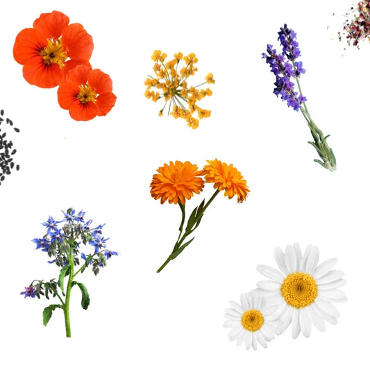 edible-flowers-under-grow-lights