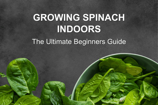 Growing Spinach Indoors: A Beginner's Guide - Happy Leaf