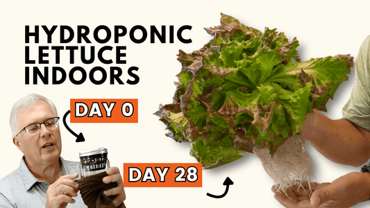 Grow Kratky Hydroponic Lettuce Indoors | Easy Setup Guide - Happy Leaf