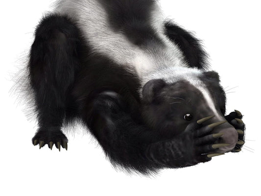 Indoor Gardening - Simple Solutions to Common Questions skunk image