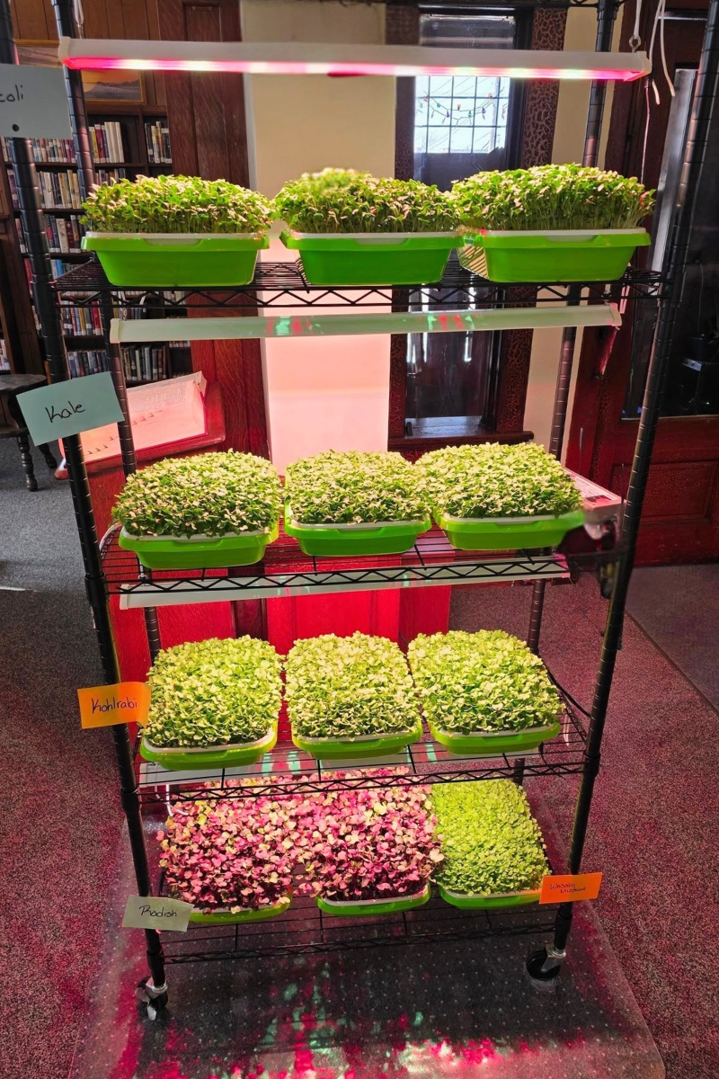 wire rack with 4 levels of microgreens growing