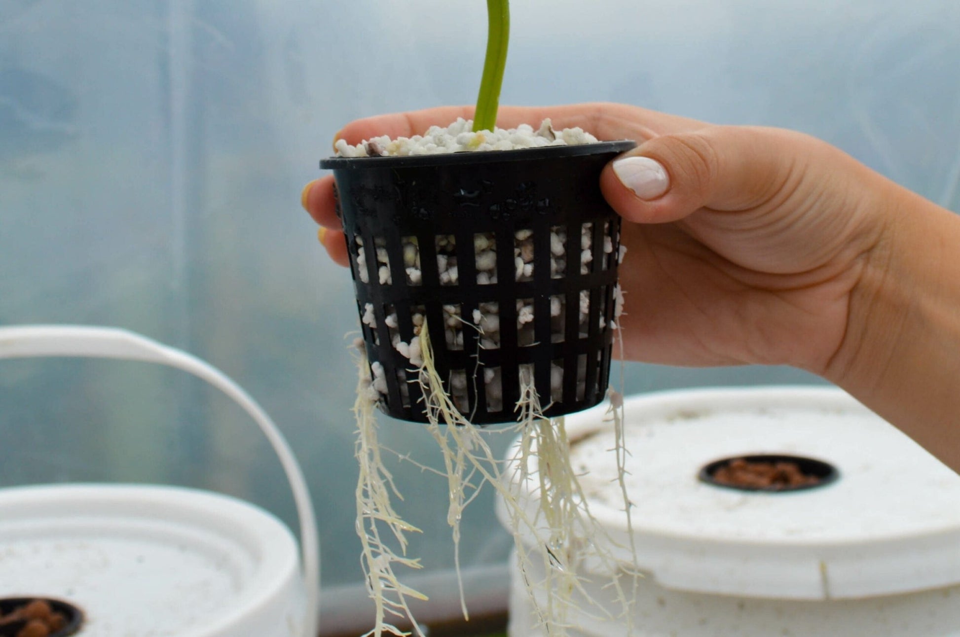 hydroponic plant supplies Hydroponic Growing Supplies Bundle
