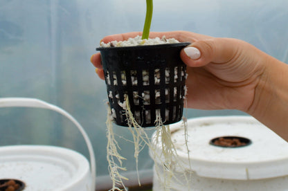 Hydroponic Growing Supplies Bundle - Happy Leaf