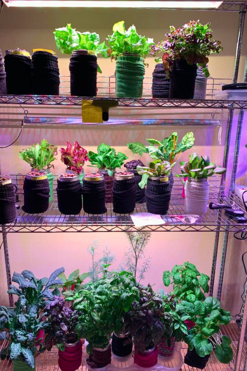 Gardening setup with potted plants under LED lights