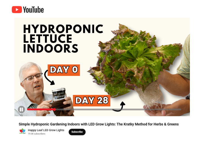 YouTube video thumbnail about hydroponic lettuce indoors with a person holding lettuce and a cup.