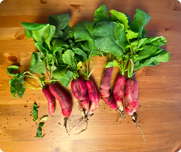 Red radishes with green leaves on a wooden surface