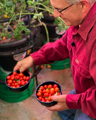 Indoor Garden Setups Tomatoes