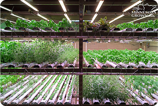 Growth of plants in a controlled environment with artificial lighting.