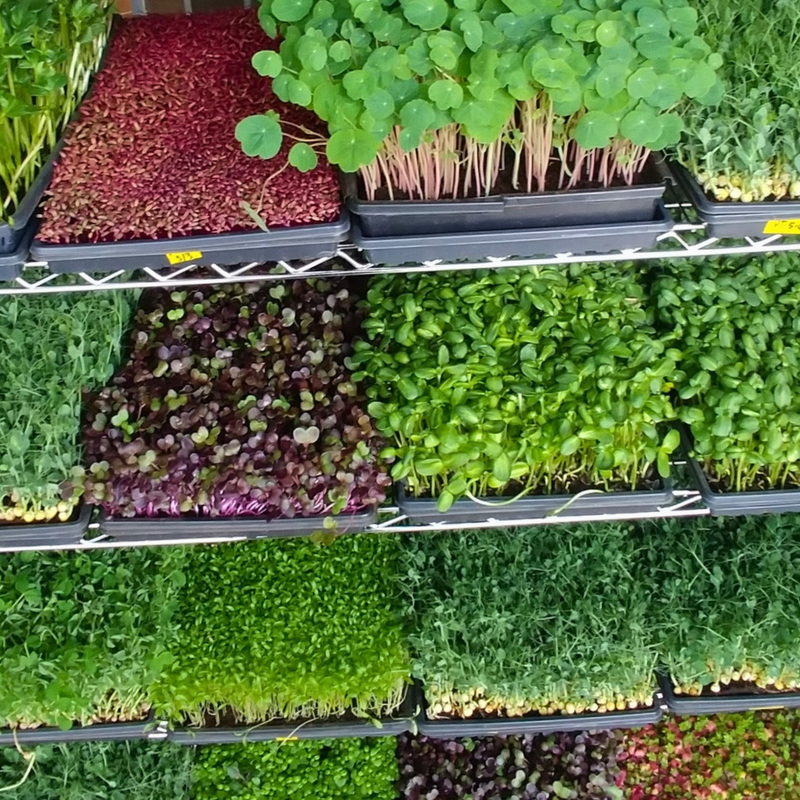 Multiple black trays filled with various green and purple microgreens and sprouts arranged on a metal shelving unit.